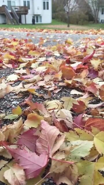 The red leaves are my favorite